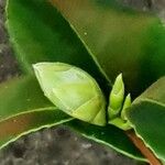 Camellia japonica अन्य