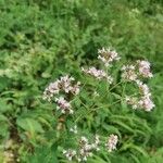 Origanum vulgare Flower