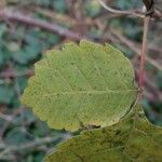 Rhus aromatica Hoja