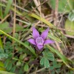 Gentianella germanica Flower