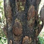 Cyathea glauca Bark