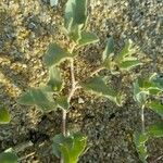 Atriplex laciniata Leaf