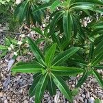 Euphorbia stygiana Hoja