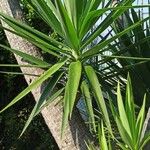 Yucca aloifolia Folla