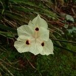 Dietes bicolorBlüte