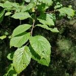 Prunus brigantina Leaf