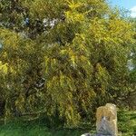 Acacia retinodes Habitus