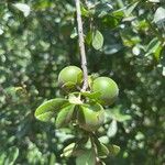 Diospyros texana Fruit