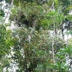 Ficus vieillardiana Elinympäristö