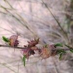 Kotschya strigosa Fruto