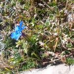 Gentiana brachyphyllaÇiçek