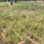 Urochloa trichopus Flower