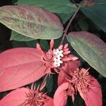 Combretum falcatum Flor