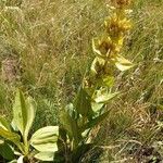 Gentiana lutea Агульны выгляд