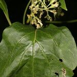 Mikania guaco Frunză