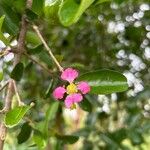 Malpighia glabra Цветок