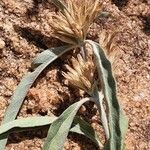 Hypoestes forskaolii Fruit