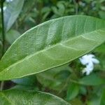 Ervatamia coronaria Leaf