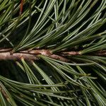 Pinus strobiformis Leaf