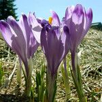 Crocus heuffelianus Flower