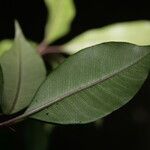 Pittosporum berberidoides Leaf