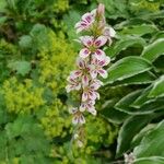 Francoa appendiculata Λουλούδι