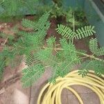 Vachellia nilotica Folha