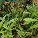 Polygala polygama Hábito