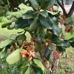 Combretum kraussii Leaf
