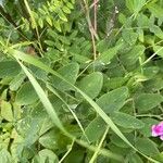 Lathyrus venosus Feuille