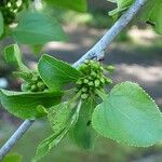 Frangula alnus Flower