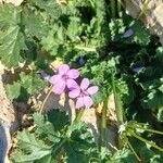 Erodium chiumКветка