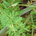 Conium maculatum Leaf
