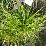 Carex pseudocyperus ഇല