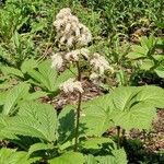 Rodgersia aesculifolia Frunză