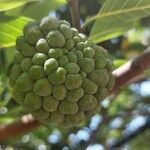 Annona squamosa Gyümölcs