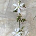 Anthericum ramosum Cvet