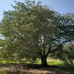 Prunus × yedoensis Habitat