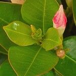 Mandevilla sanderi 葉