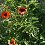 Papaver bracteatum Natur