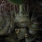 Dendrobium munificum Otro