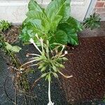 Nicotiana sylvestris Blomma