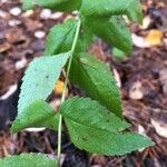 Thaspium trifoliatum Blatt