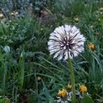 Taraxacum erythrospermum 花