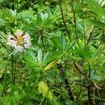 Rhododendron hirsutum Hábito