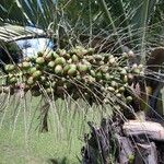 Butia capitata फल