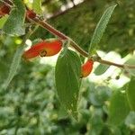 Kohleria spicataLapas