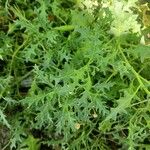 Solanum triflorum Leaf