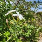 Jasminum fluminense Blüte