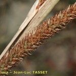 Carex microcarpa Hedelmä